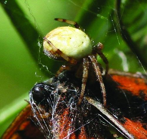 Réf. 317 715 : Araneus quadratus